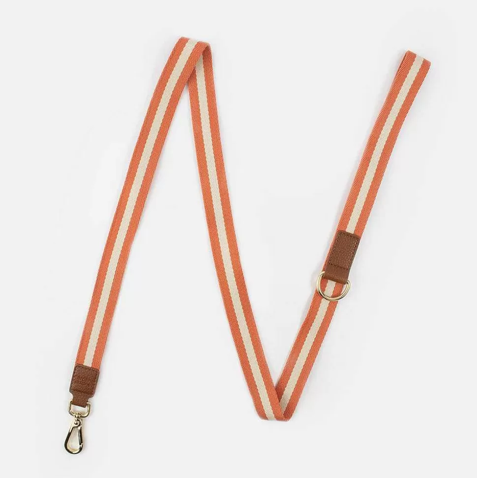 Best Orange/Cream Stripe Dog Lead Harnesses, Leads & Collars